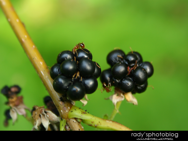 Ants on blackberries