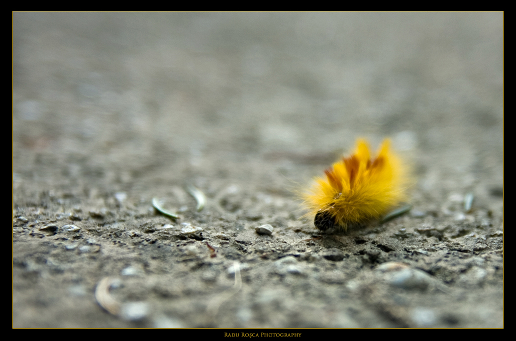 Caterpillar to the finish line