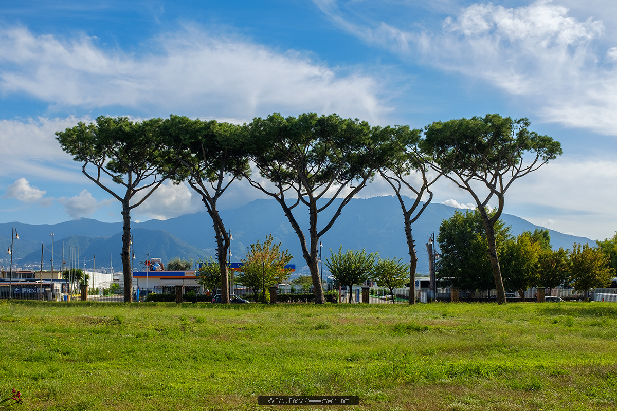 Pine trees in Pompeii